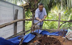 Hậu Giang: Vườn dừa xanh tốt, sai lúc lỉu nhờ rơm rạ