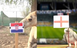 Dự đoán World Cup Anh vs Croatia: Lạc đà "tiên tri" kết quả bất ngờ
