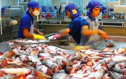 Trung Quốc giảm thuế nhập khẩu thủy sản: Vừa mừng vừa lo