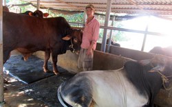 Thu nhập mỗi năm hơn 100 triệu đồng nhờ nuôi đàn bò 16 con