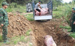 Lợn Trung Quốc tràn vào Việt Nam, cuộc "đổ bộ" đã được báo trước?