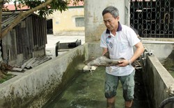 "Thủy quái" sông Gâm đẻ nhân tạo thành công, nông dân có cơ đổi đời