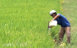 Tây Ninh: Nông nghiệp đứng "đội sổ" trong cơ cấu kinh tế của tỉnh