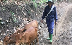 Làm giàu ở nông thôn: Nơi khỉ ho cò gáy, khá giả nhờ nuôi bò thả đồi