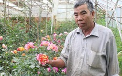 Hơn 20 năm làm vườn, lão nông Đà Lạt sở hữu 400 loại hoa hồng quý hiếm