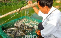 Nuôi thành công loài cá chình mun, lão nông đất võ thu nửa tỷ đồng