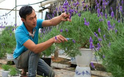 Chẳng cần đến Pháp xa xôi, đến nơi này có cả đồng lavender tím rịm