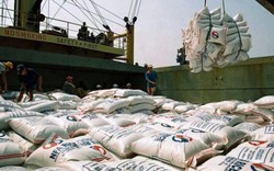 Japonica lại vi vu Hàn Quốc, giá gạo hạt trắng có xu hướng giảm
