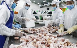 Doanh nghiệp xếp hàng  chờ... xuất khẩu thịt gà