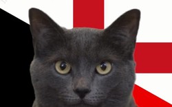 Mèo tiên tri Cass dự đoán kết quả Bỉ vs Anh (21h): Lựa chọn gây sốc