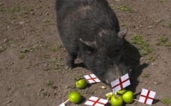 CĐV Anh đòi "làm thịt" lợn tiên tri vì dự đoán "láo"