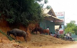 Sơn La: Chợ trâu bò không phép ngang nhiên tồn tại nhiều năm trời