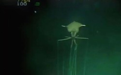 Phát hiện sinh vật kỳ dị giống quái vật ngoài hành tinh ở độ sâu hàng km dưới đáy biển
