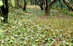 Táng tận lương tâm: Vườn cam "chết thảm" vì bị phun thuốc diệt cỏ