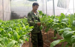 Vợ chồng trẻ bỏ phố về làng trồng rau thủy canh đầu tiên ở Phổ Yên