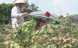 Khu vườn có 130 giống, 40.000 chậu hoa hồng đẹp lung linh ở Sa Đéc