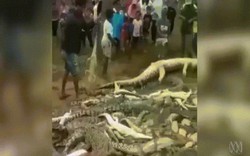 Indonesia: 300 con cá sấu bị thảm sát vì một người mất mạng