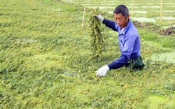 Loại rau lớn nhanh như thổi, hái mỗi ngày, cứ đếm ngọn là ra tiền