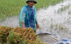Mưa cực lớn trút xuống miền Trung, nông dân đội mưa ra đồng gặt lúa
