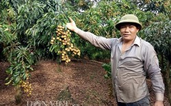 Trồng loại quả đặc sản VietGAP nông dân vùng cao lãi trăm triệu/năm
