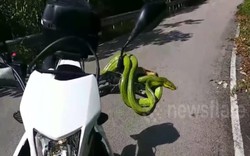 Video: Rắn xanh độc “cướp” tay lái xe máy