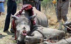 Bộ NNPTNT lên kế hoạch khẩn cấp chống buôn bán ngà voi, sừng tê giác