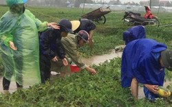 Nghệ An: Thanh niên đội mưa giúp dân thu hoạch dưa chạy bão số 3