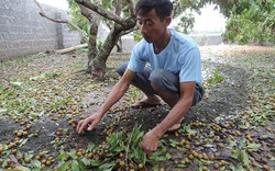 Sắp thu núi tiền thì bão, nông dân vùng nhãn Hưng Yên lo ngay ngáy