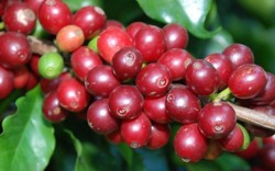 Giá nông sản hôm nay 19/7: Giá cà phê tiếp tục giảm nhẹ, giá tiêu không biến động