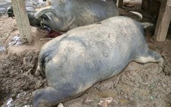 Lai Châu: Ứa nước mắt 3 con trâu đang nằm ngủ bị sét đánh chết thảm