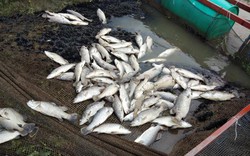 Hà Tĩnh: Cá nuôi chết trắng lồng do mưa lũ