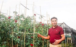 Nông dân hái ra tiền nhờ học nghề trồng hoa công nghệ cao