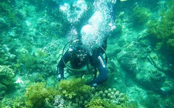 Ngắm những rạn san hô hồi sinh kỳ diệu dưới đáy biển Cù Lao Chàm