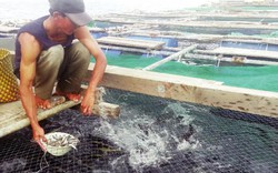 Sốt hàng, giá cá bớp tăng tới 30.000 đồng/kg