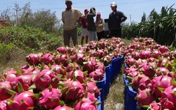 Giá thanh long giảm mạnh, nông dân vẫn không lỗ vì điều này