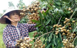 1.100 tỷ đồng để Tây Ninh  phát triển chuỗi rau, quả