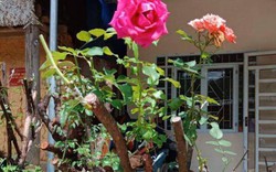 Ngắm bốn gốc hoa hồng được rao bán với giá gần 80 triệu đồng
