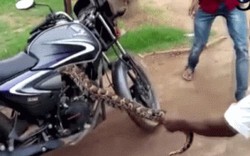 Video: Cật lực lôi con rắn khổng lồ ra khỏi xe côn tay