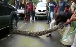 Video: Trăn khổng lồ dài 10 mét sang đường, bị xe đè kẹt cứng