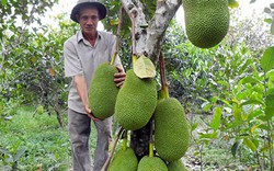 Trung Quốc lại "ăn hàng", giá mít Thái "dựng đứng", thương lái lùng sục