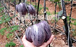 Kỹ sư 8X trẻ trồng "hàng độc" dưa pepino tím độc nhất Việt Nam