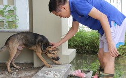 Ảnh: Lội nước ngập hớt hải tìm chó cưng trong khu đô thị ở Hà Nội