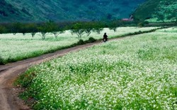 Những cao nguyên đẹp ở Việt Nam nên đặt chân đến ít nhất một lần