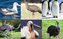 Top 10 loài chim tầm cỡ cân nặng "khủng" nhất thế giới