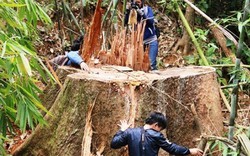 Tàn sát rừng ở Quảng Nam:Hàng loạt lãnh đạo chủ chốt xã bị kỷ luật