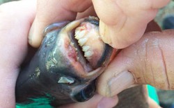Sốc khi bắt được cá có bộ răng giống hệt người 