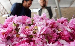 Trồng hoa hồng thay anh túc, dân Afghanistan tận hưởng thành công