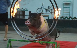 Lợn Móng Cái nhảy qua vòng lửa, sút bóng vào lưới như "diễn viên"