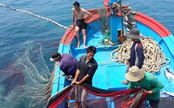 Ngư dân cần lưu ý gì khi khai thác hải sản trên biển?