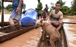 Ảnh: Dân vùng lũ Attapeu sống trong rừng, ba ngày không ăn uống